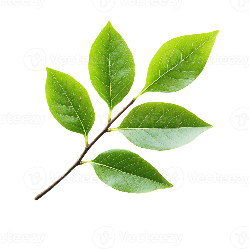 A leaf on a black background png