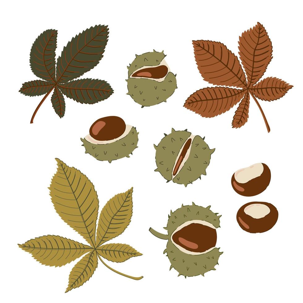 Set of Horse chestnut fruits and leaves. Chestnuts in a cracked shell with spines vector