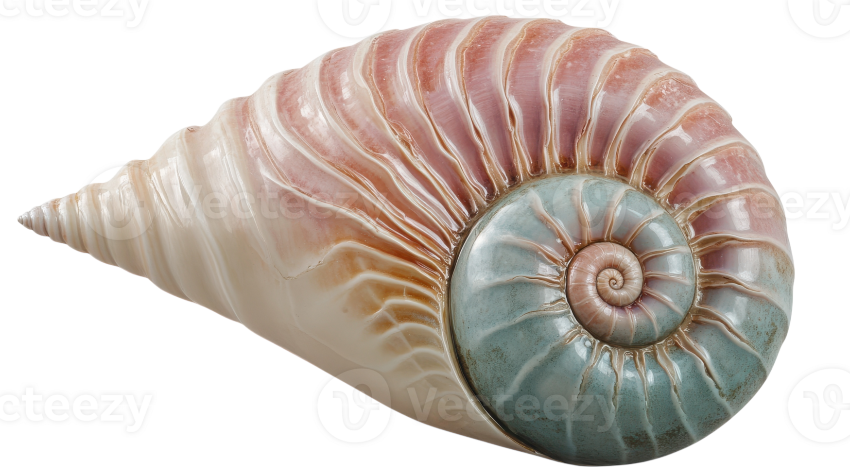 Beautiful Pastel Colored Spiral Seashell Perfect for Decorative Crafts, Beach Themed Projects, and Coastal Home Decor. png