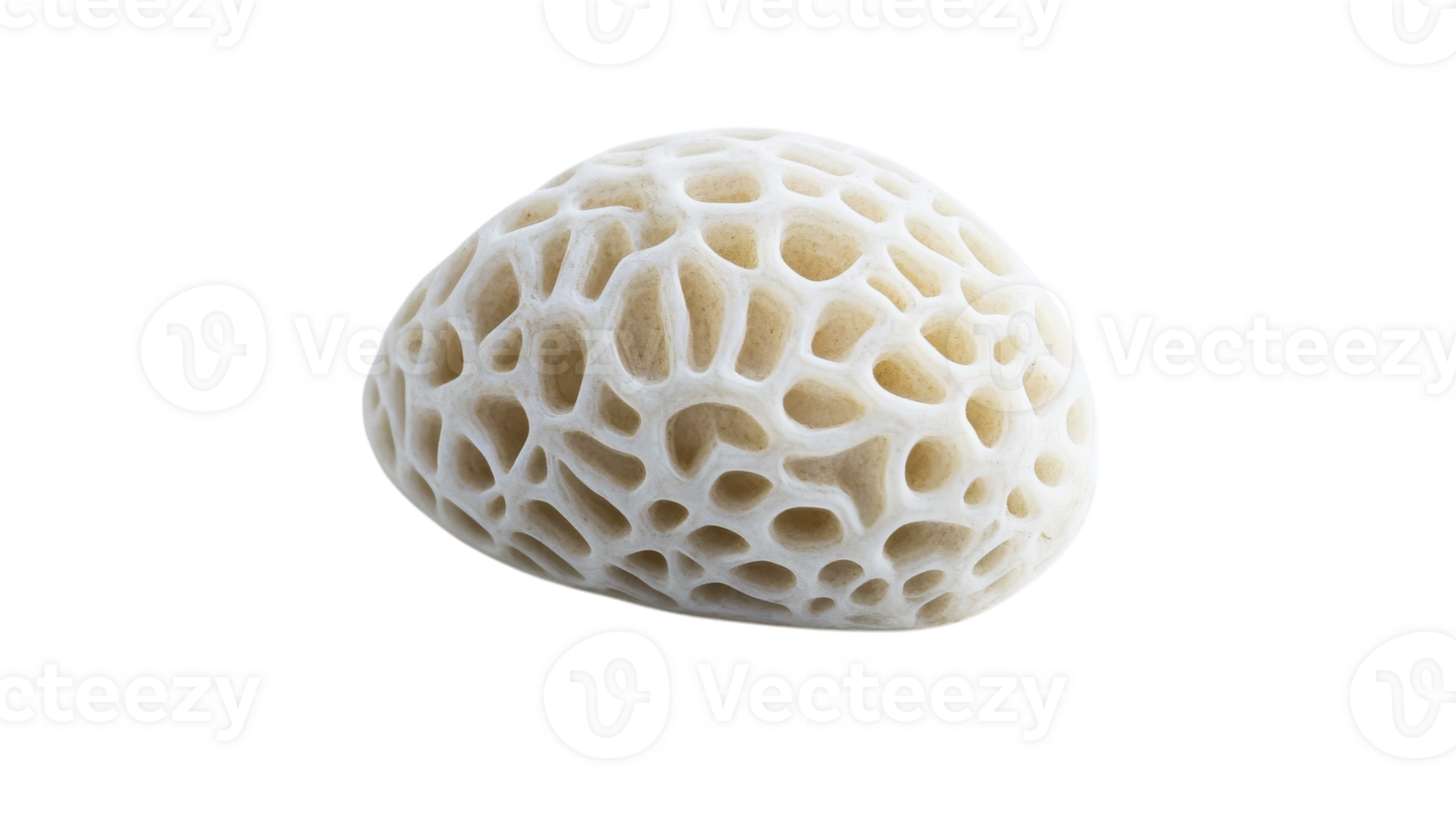 Intricate White Coral Texture with Unique Patterns Ideal for Decoration and Artistic Projects. png