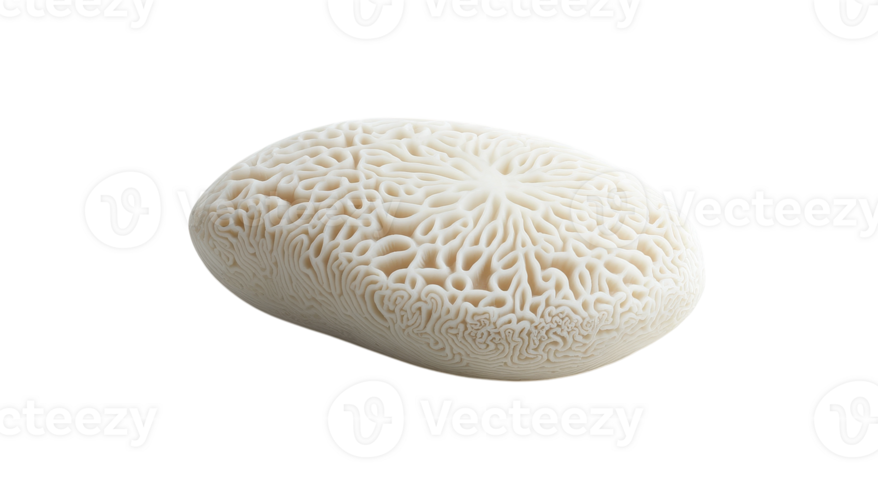 Intricate White Coral Piece with Unique Patterns Suitable for Coastal Decor, Art Projects, and Educational Displays. png