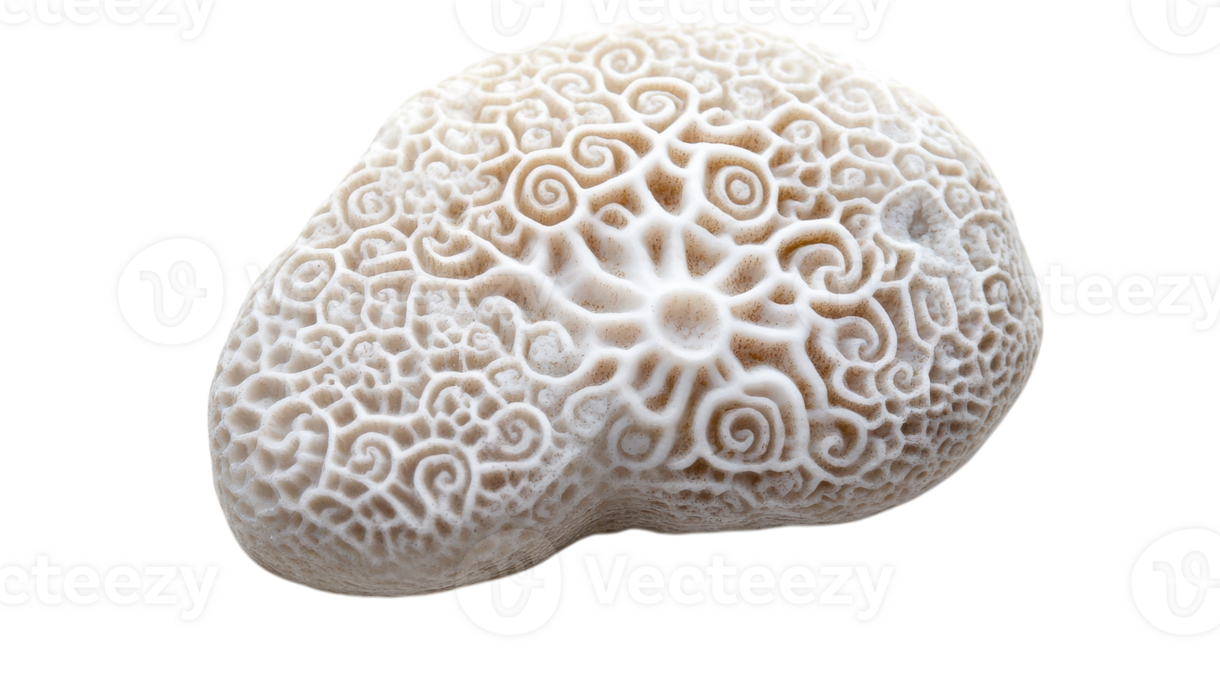 Exquisite White Coral Piece with Intricate Patterns Ideal for Home Decor and Marine-Themed Projects. png
