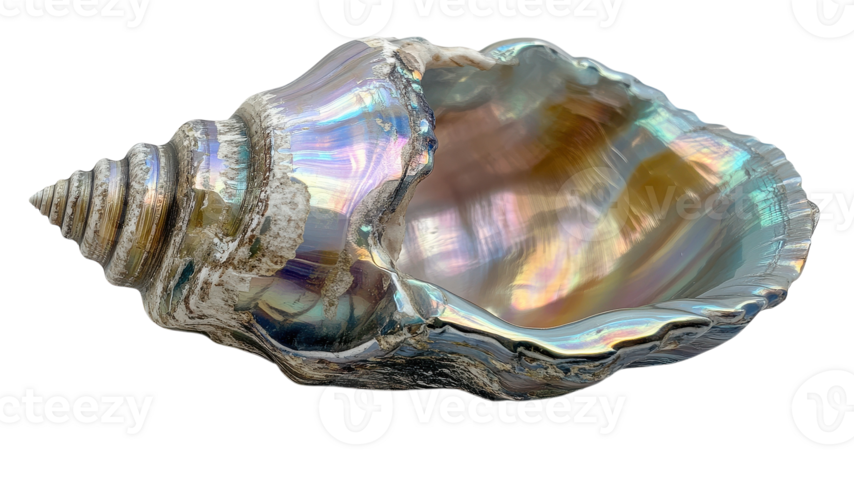Elegant Polished Seashell Displaying Beautiful Pearlescent Hues Perfect for Coastal Decor or Marine-Themed Projects. png