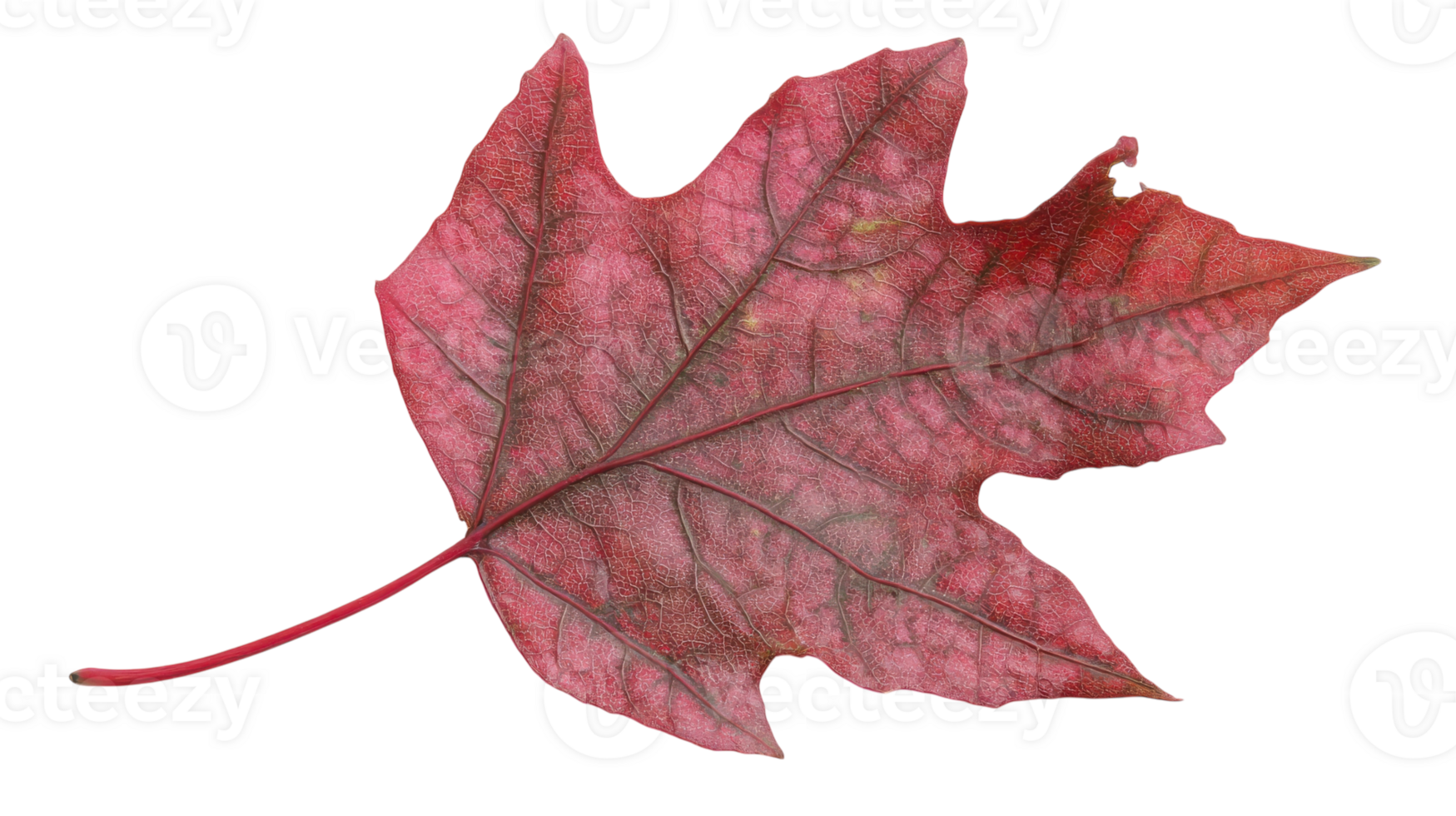 A Beautiful Red Maple Leaf Showcasing Its Intricate Veins Perfect for Nature-themed Designs and Seasonal Projects. png