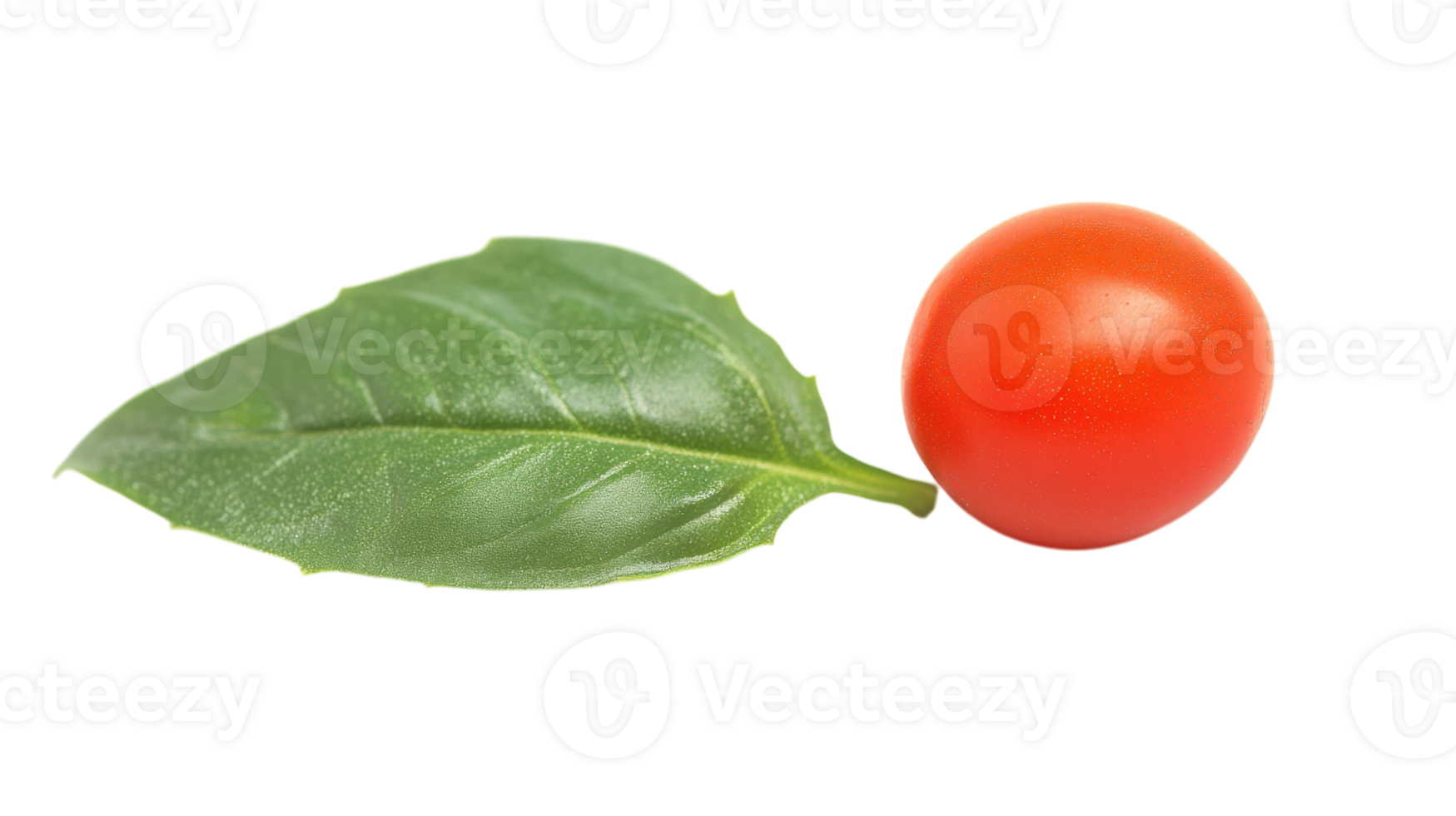 A Ripe Cherry Tomato Carefully Placed on a Fresh Basil Leaf Perfect for Garnishing Salads, Dishes, and Culinary Presentations. png