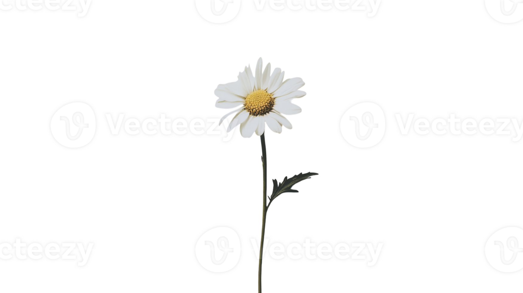A single white daisy is shown against a black background png