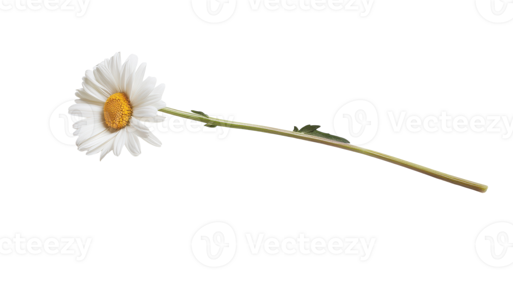 Beautiful Close-up Image of a Single Daisy Flower with a Bright Yellow Center Perfect for Nature and Floral Design Projects. png