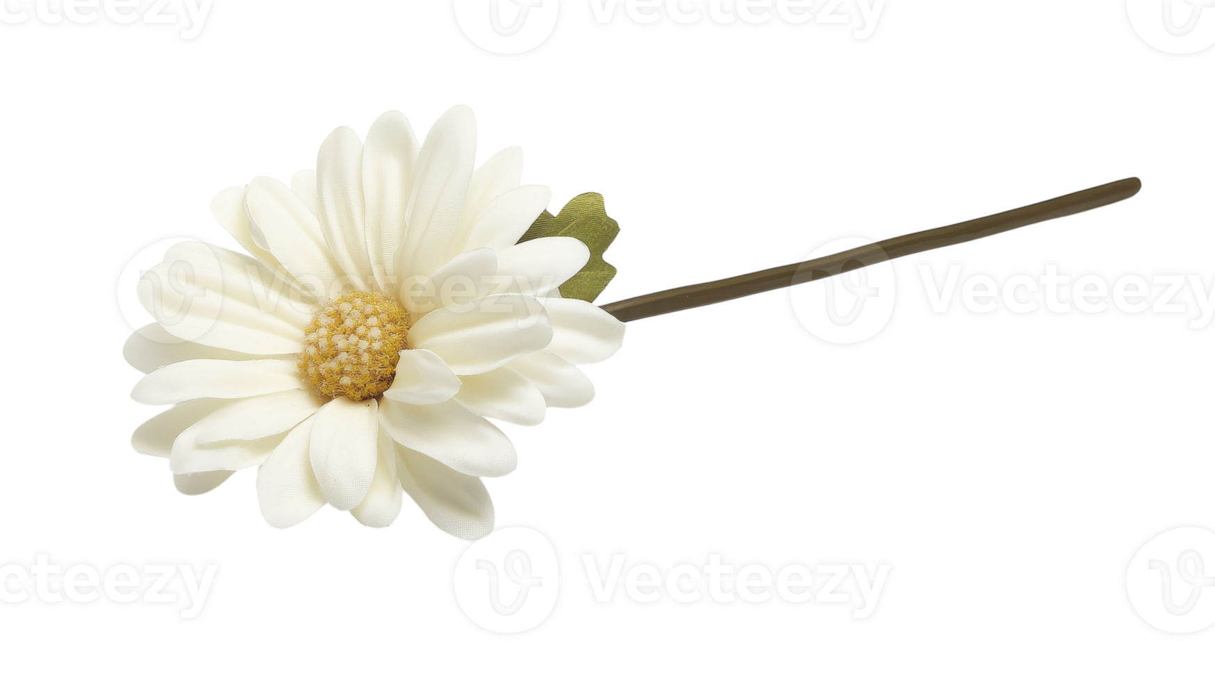 A single white daisy flower on a black background png