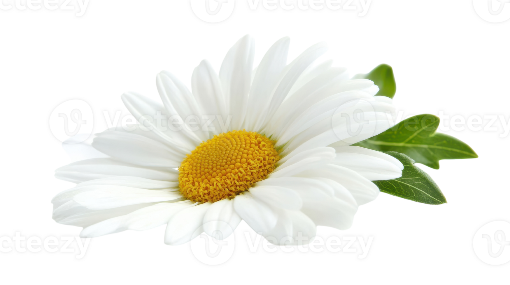 A Beautiful Close-Up Image of a Single Daisy Flower with Delicate White Petals, Perfect for Nature-Themed Designs and Floral Decorations. png