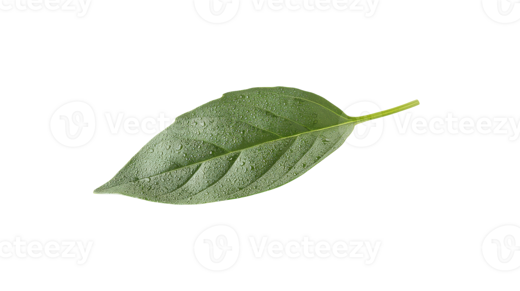 Single Fresh Basil Leaf on White Background for Culinary and Gardening Uses. png
