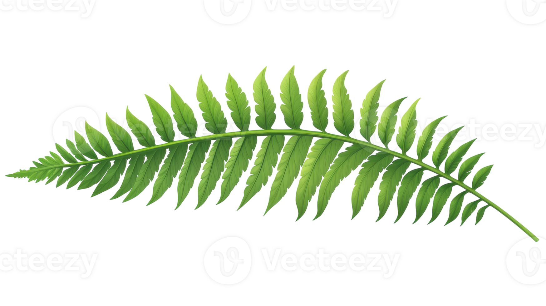 A Close-Up of a Single Fern Leaf Highlighting Its Intricate Veins Perfect for Nature-Related Projects and Educational Purposes. png