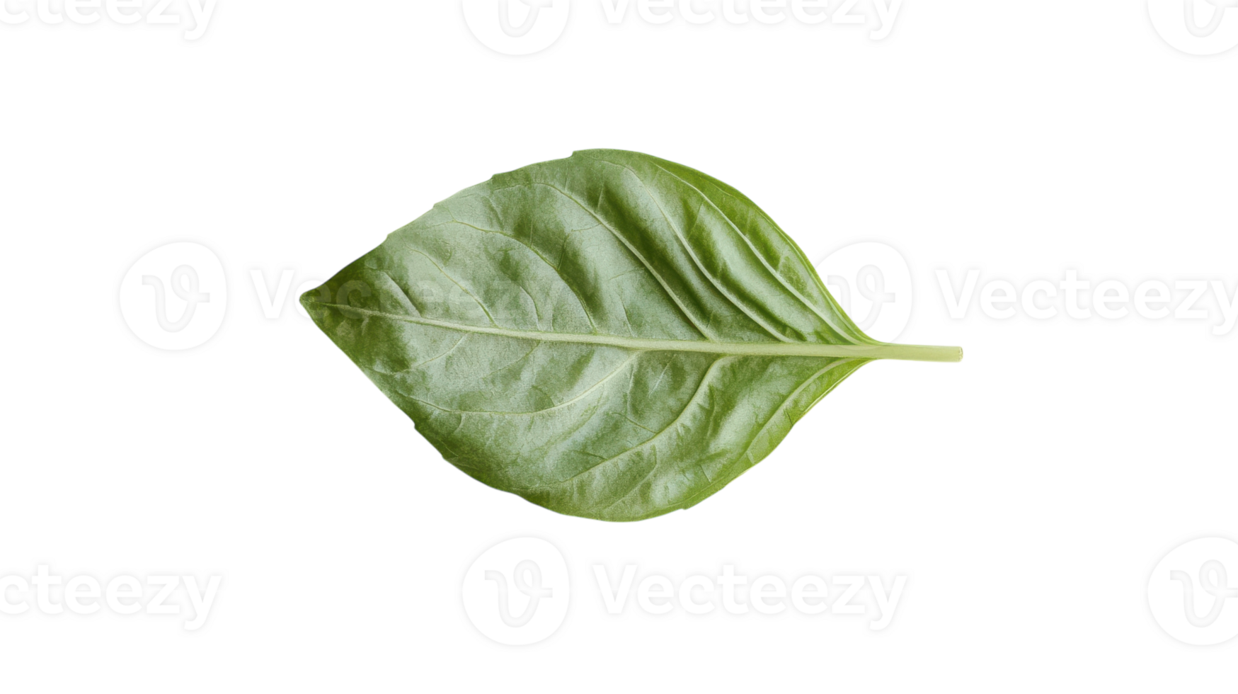 A Fresh Basil Leaf Featuring Detailed Veins, Perfect for Culinary and Botanical Illustrations. png