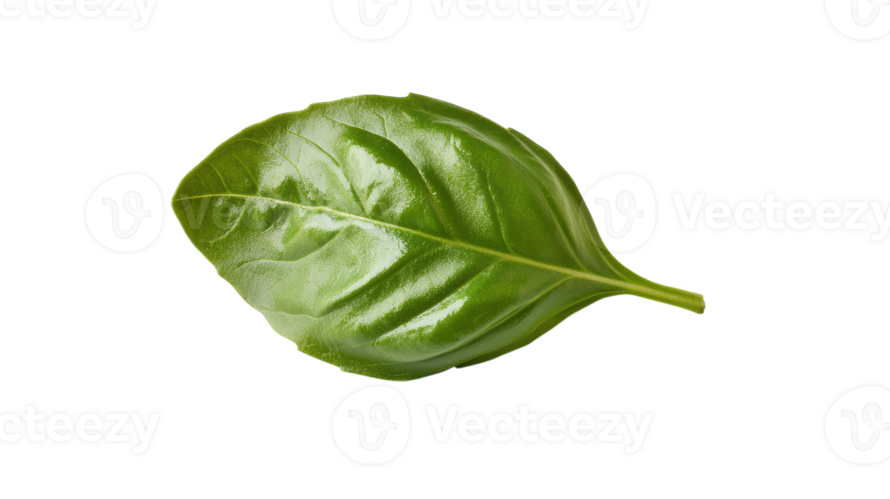 A single fresh basil leaf ideal for culinary use, food photography, and herb representation with a glossy green appearance enhancing your design projects. png