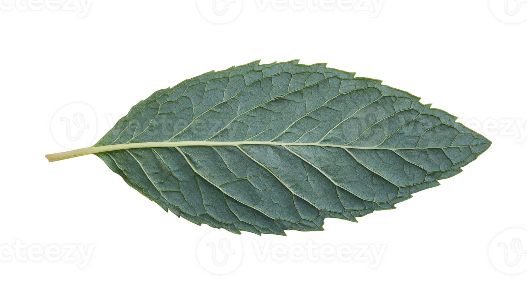 Fresh Mint Leaf Close-Up Image Displaying Its Fine Details for Culinary and Herbal Use in Various Applications. png