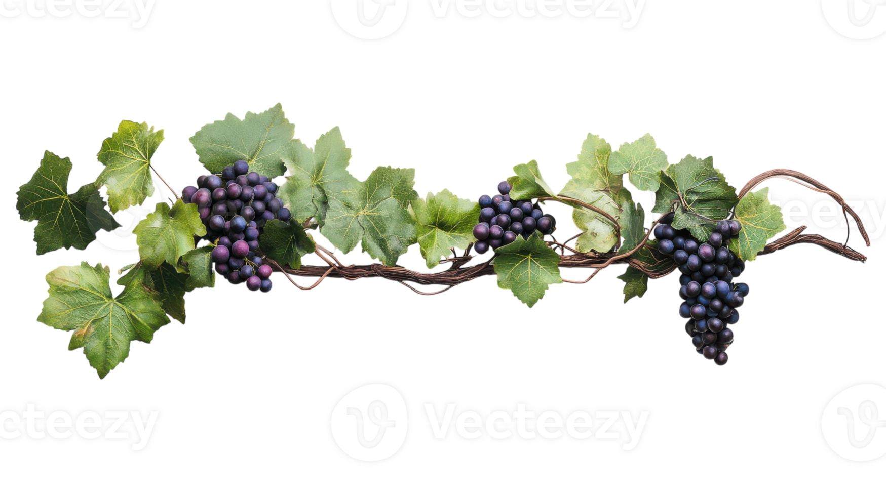A Captivating Close-Up of a Single Grapevine with Lush Green Leaves Perfect for Nature and Agriculture Designs. png