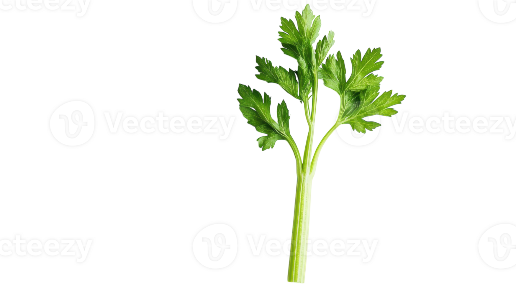 Fresh Green Celery Stick with Leaves Perfect for Healthy Recipes, Salads, and Juicing - Ideal for Cooking and Nutrition. png