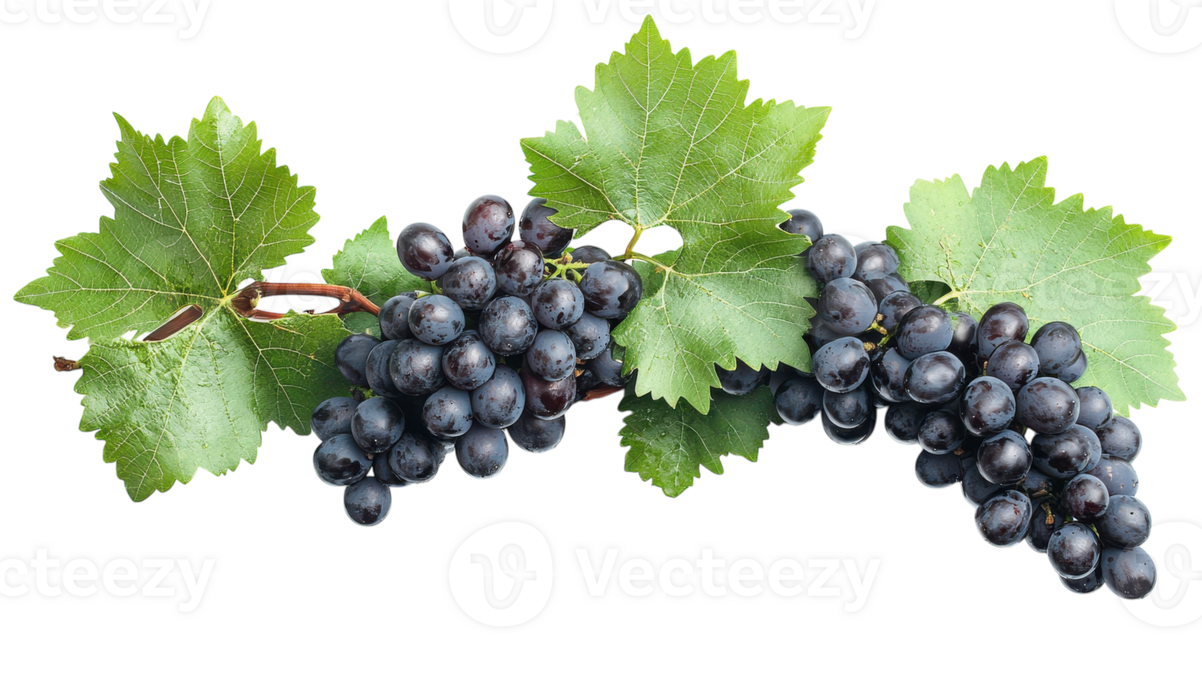 A Detailed View of a Single Grapevine with Lush Green Leaves Perfect for Educational and Culinary Illustrations. png