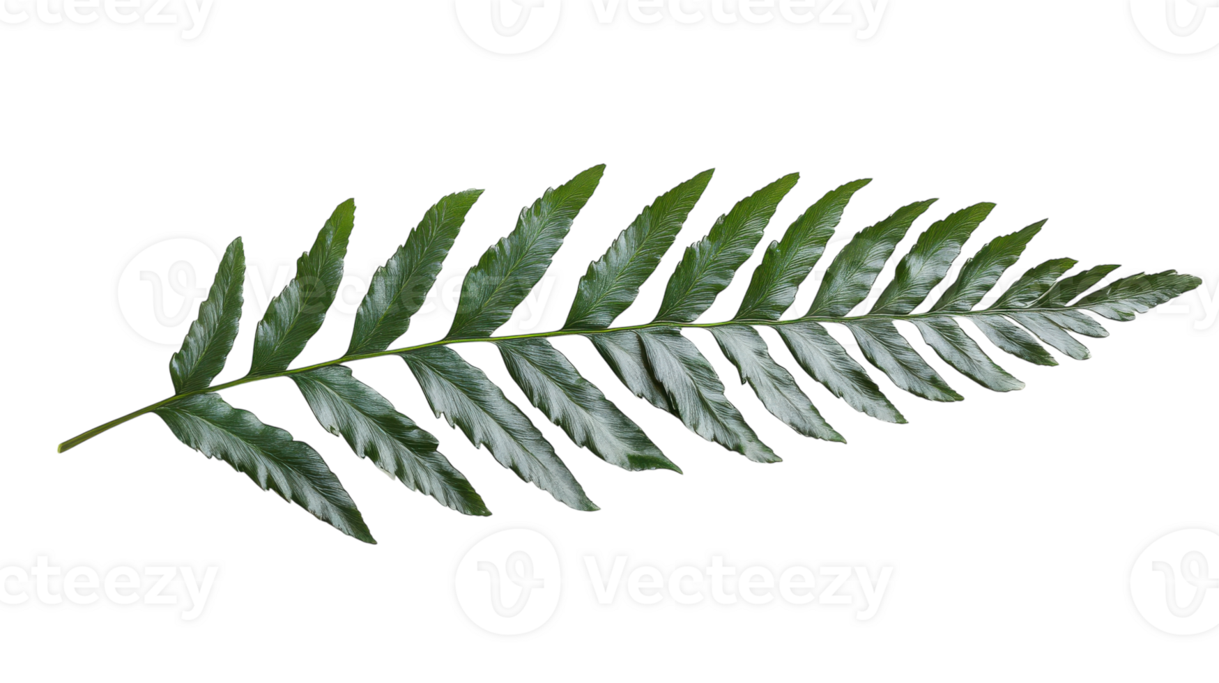Single Green Fern Leaf with Detailed Veins - Perfect for Nature-Inspired Designs, Environmental Projects, and Botany Illustrations. png