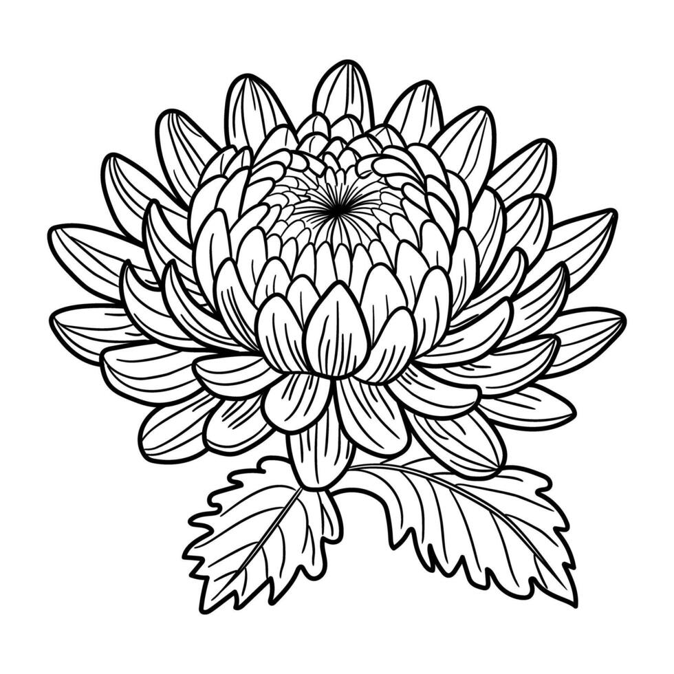 A black and white drawing of a chrysanthemum flower vector
