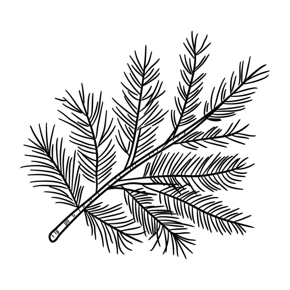 A sketchy style icon of pine branch vector