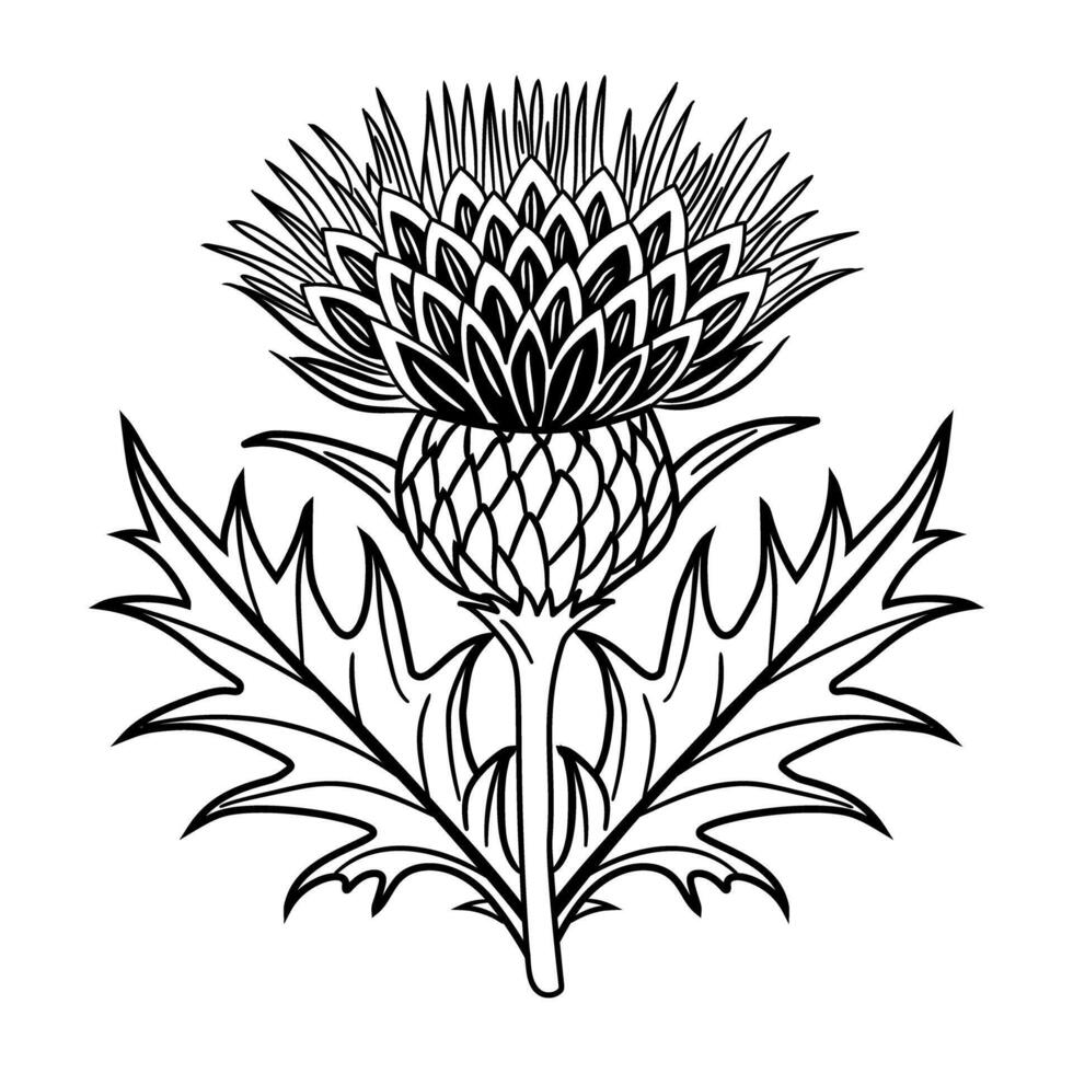 Thistle flower with leaves and leaves in black and white vector