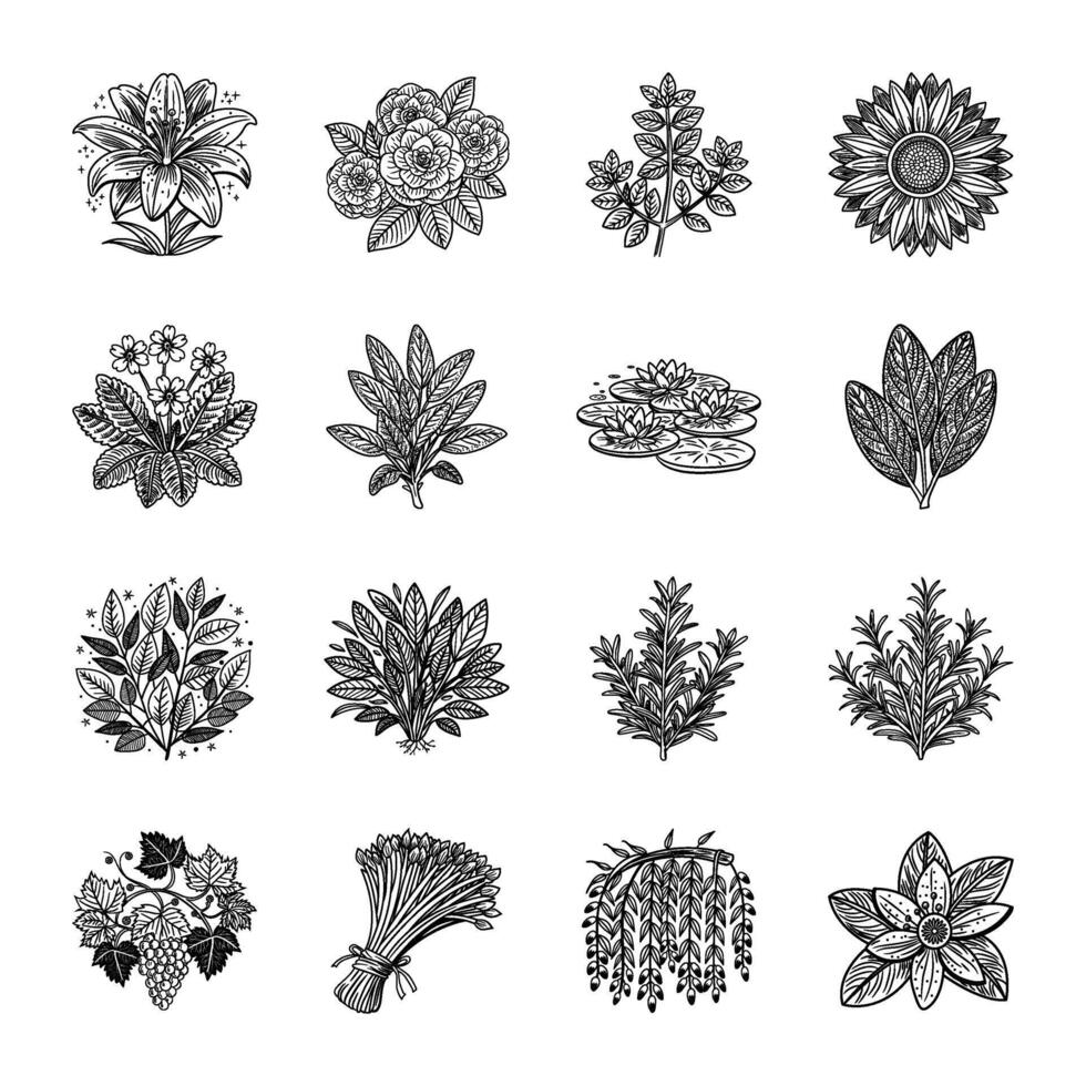 Set of Leafage Hand Drawn Illustrations vector
