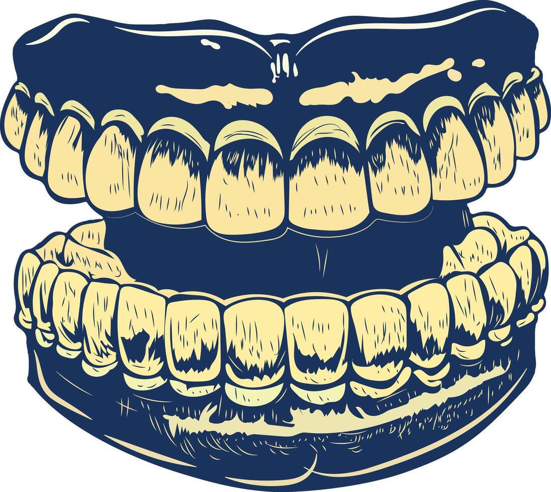 A vintage illustration of a human denture vector