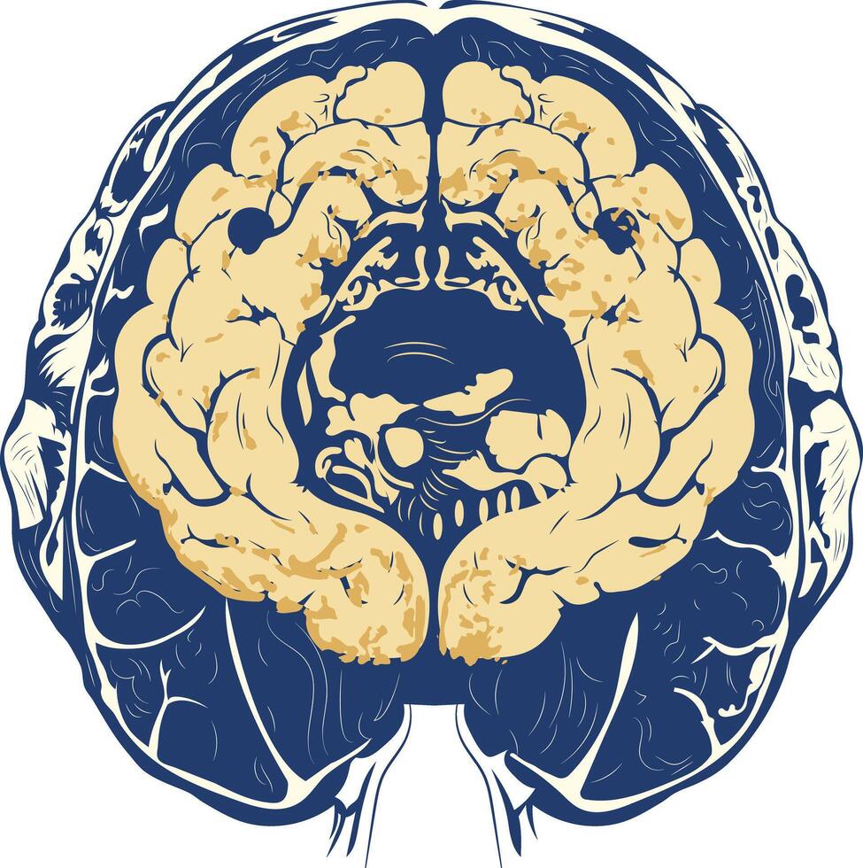 A vintage illustration of brain scan vector