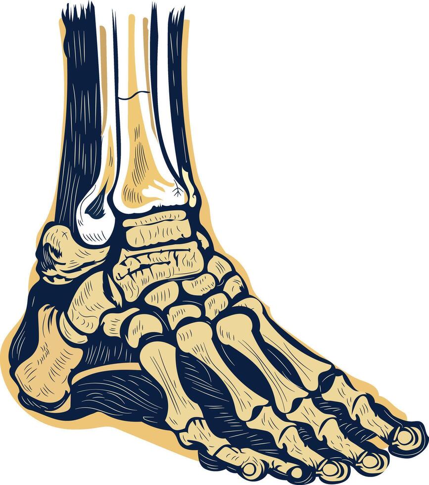 A vintage illustration of ankle bones vector