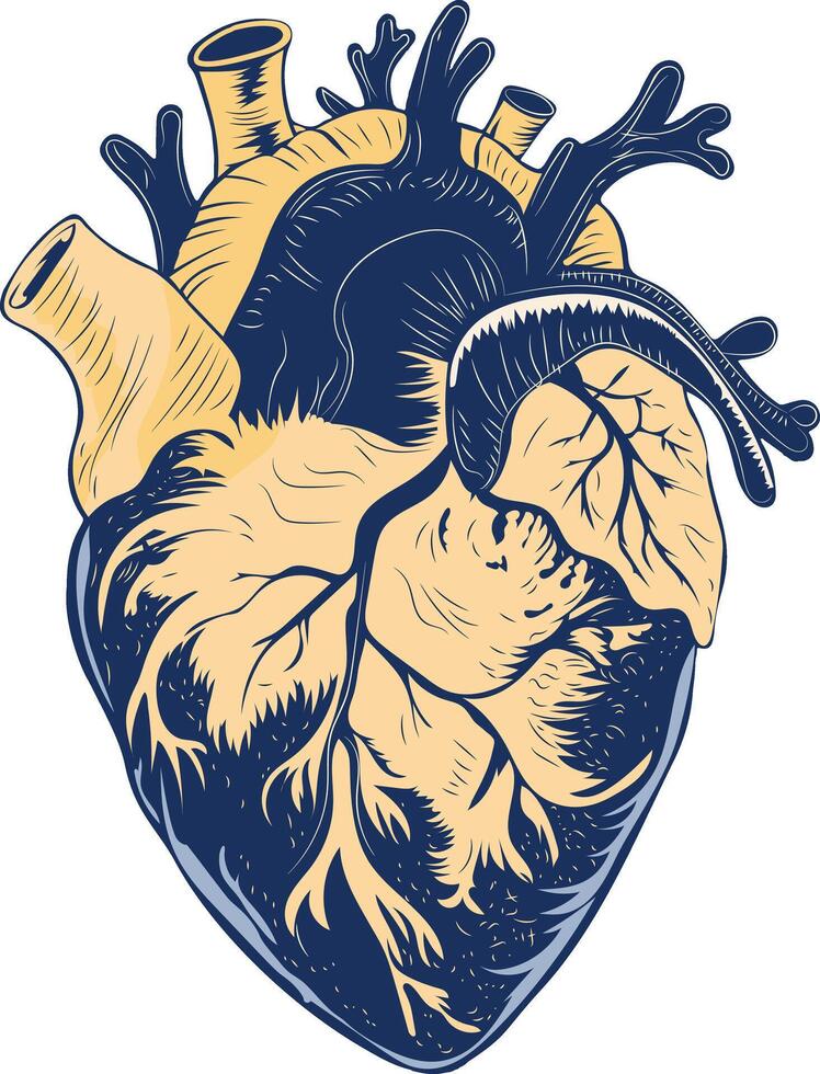 A vintage illustration of heart valve vector