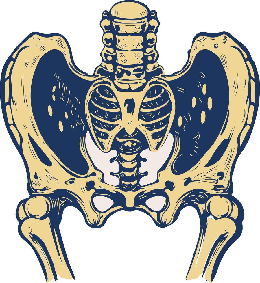 A vintage illustration of hip joint vector