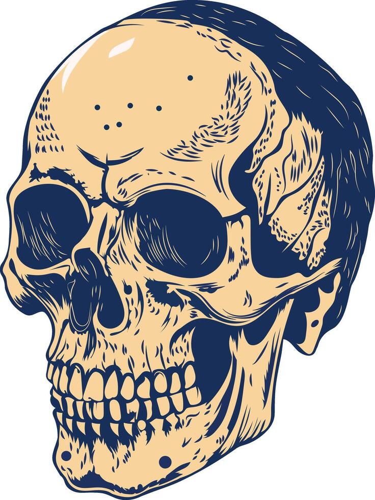 Human skull illustration in vintage style vector
