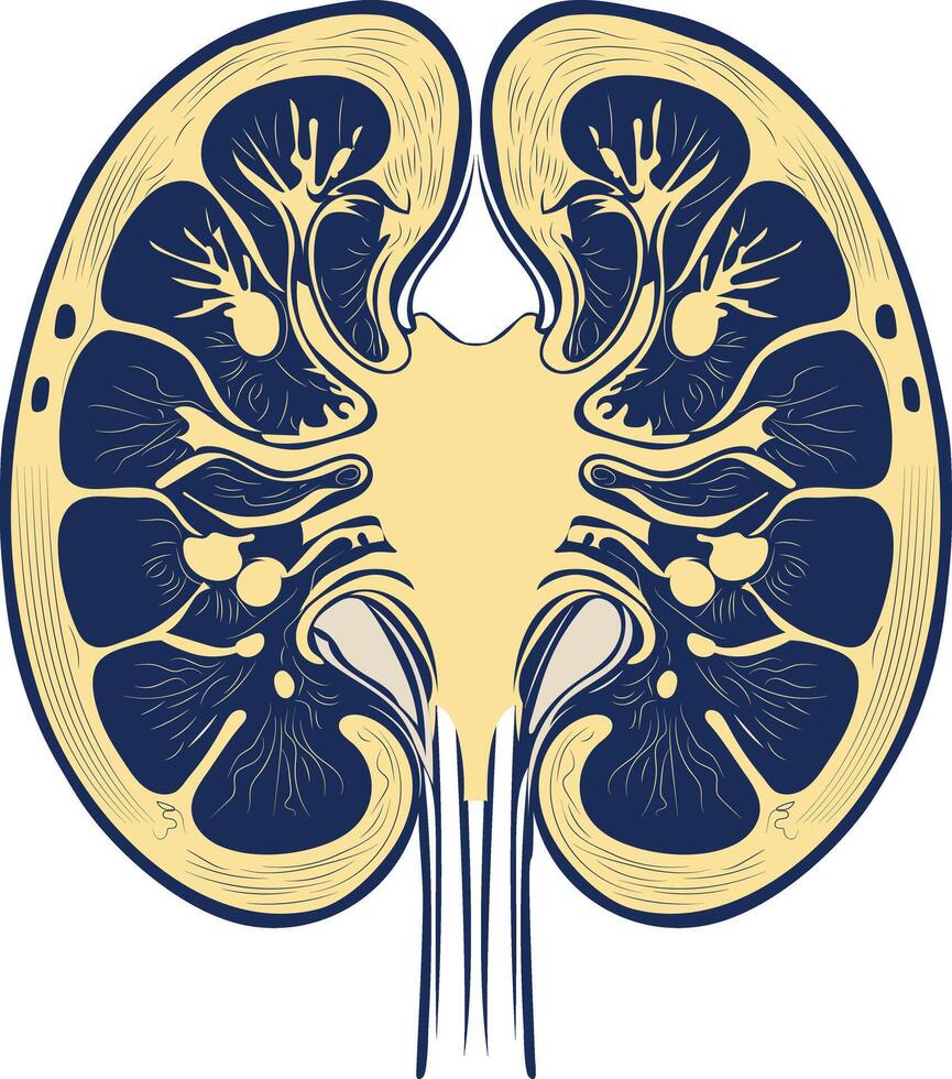 A vintage style illustration of kidneys vector