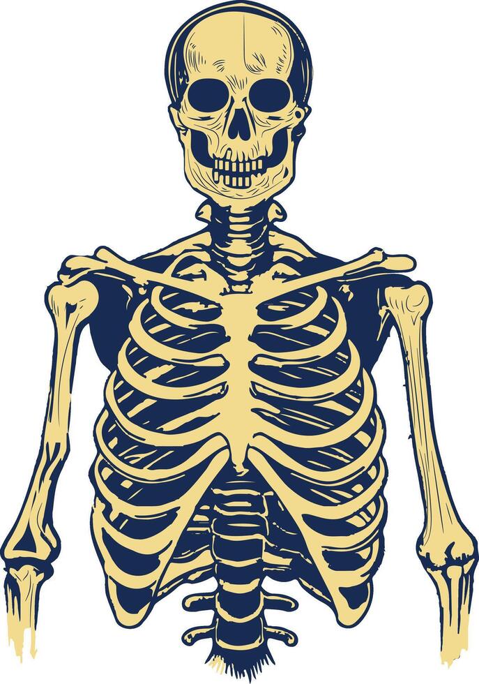 A vintage illustration of a human skeleton vector