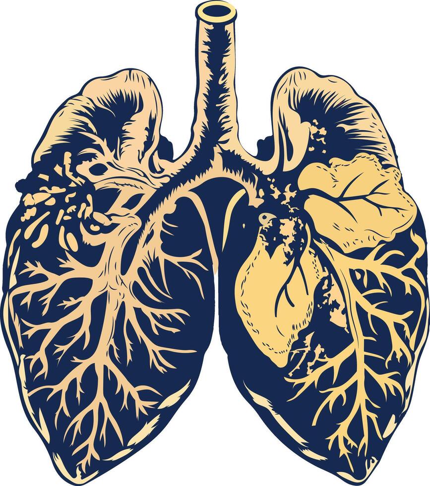 A vintage illustration of human lungs vector