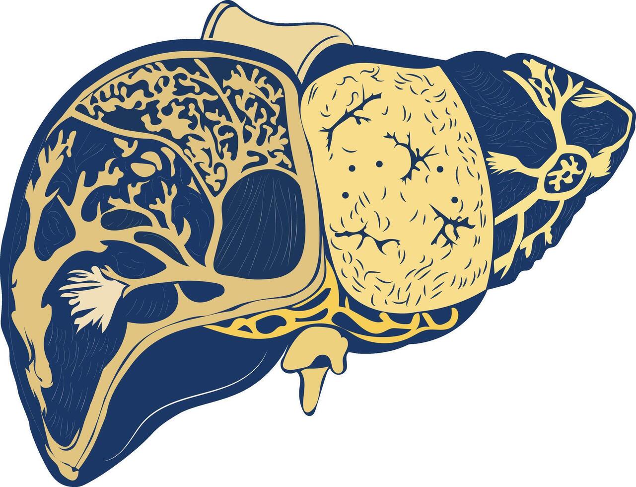 Liver anatomy illustration in vintage style vector