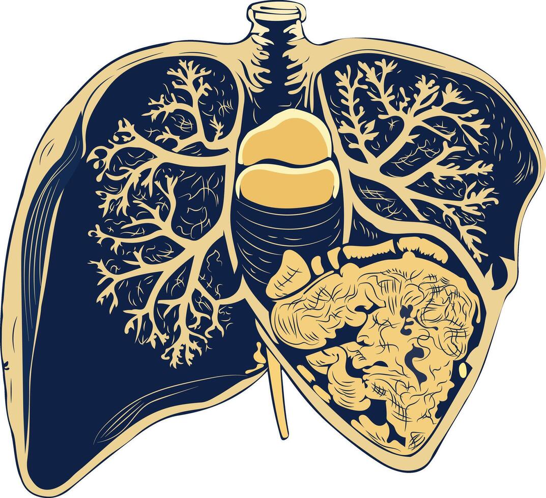 Liver illustration in vintage style vector