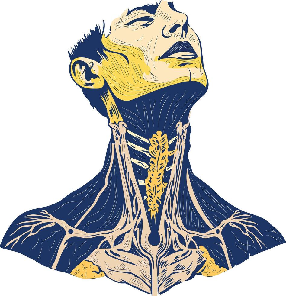 Human neck tendon illustration in vintage style vector