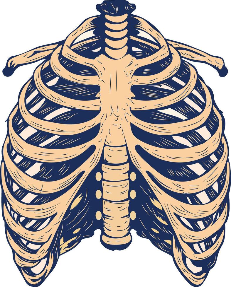 Chest rib cage illustration in vintage style vector