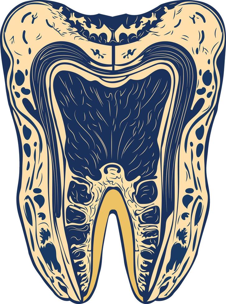 Tooth illustration in vintage style vector