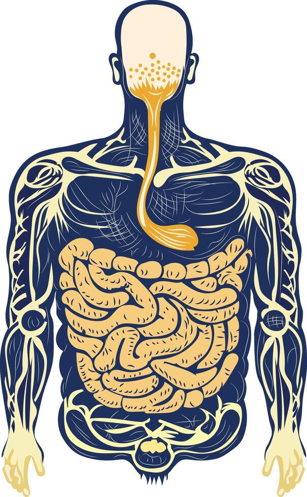 A vintage illustration of digestive tract vector