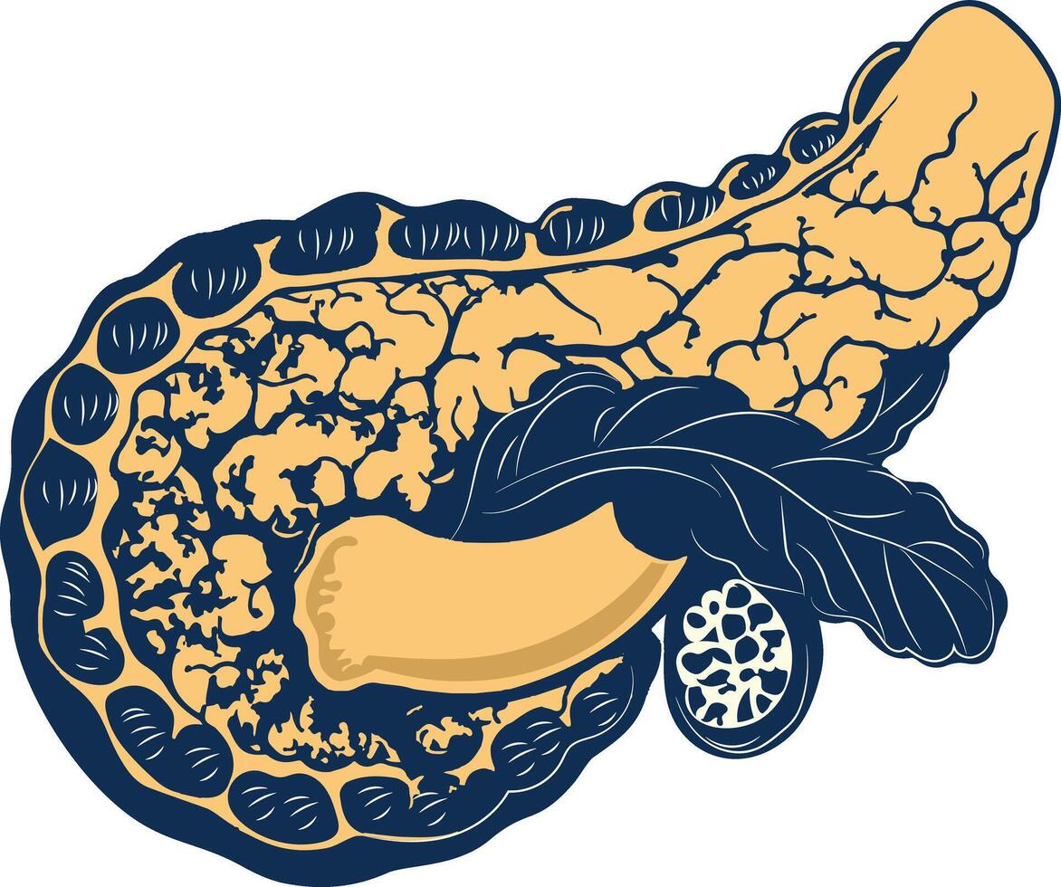 Pancreas illustration in vintage style vector