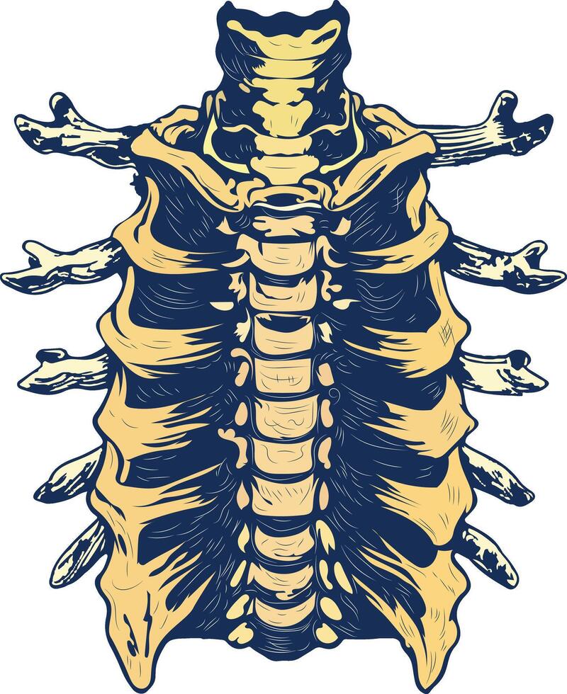 Thoracic vertebrae illustration in vintage style vector