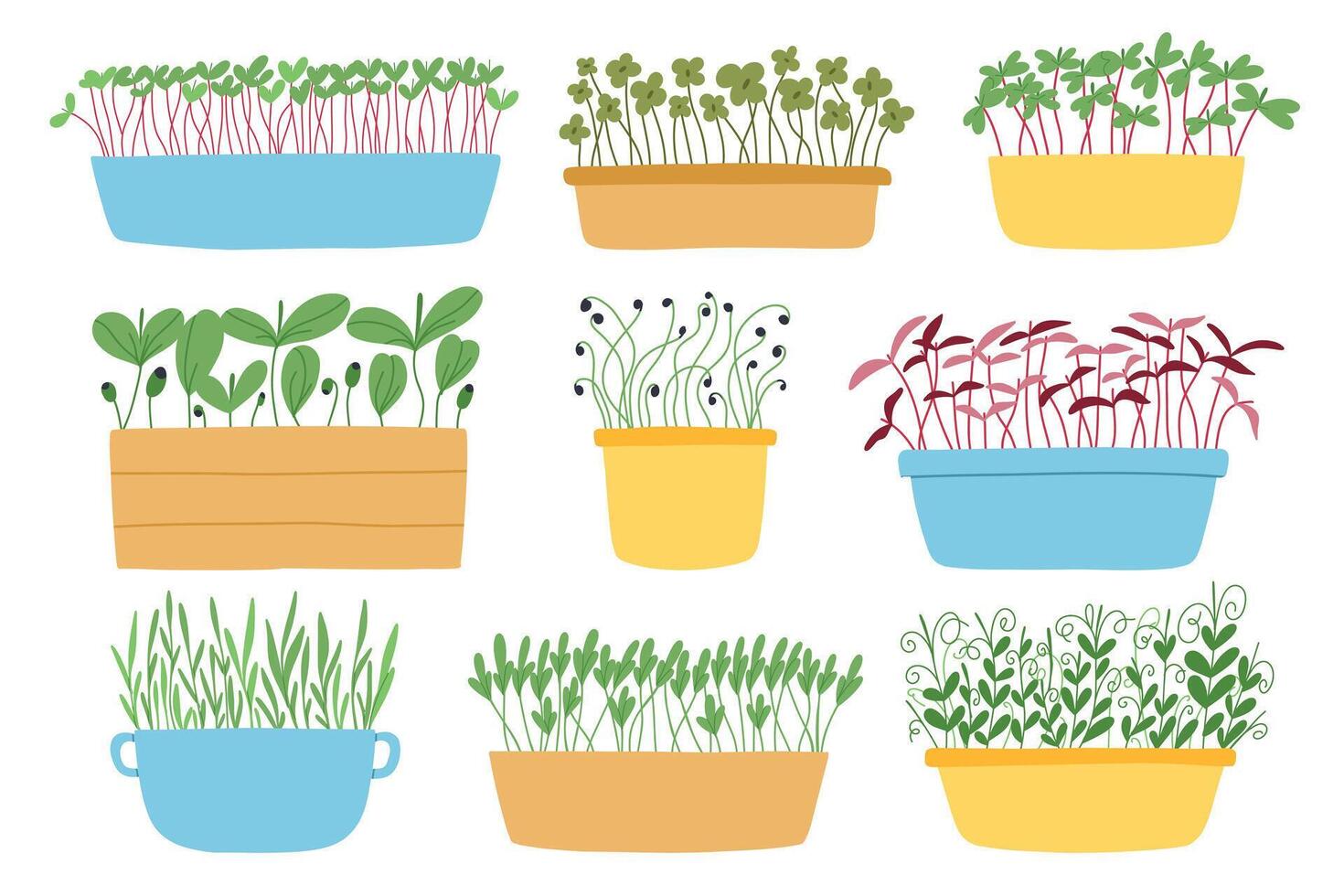 Hand drawn microgreens in pots. illustration in flat style isolated on white background. Micro green. Beets, lettuce, cabbage, sorrel, onion, radish, arugula, peas. Growing superfood at home. vector