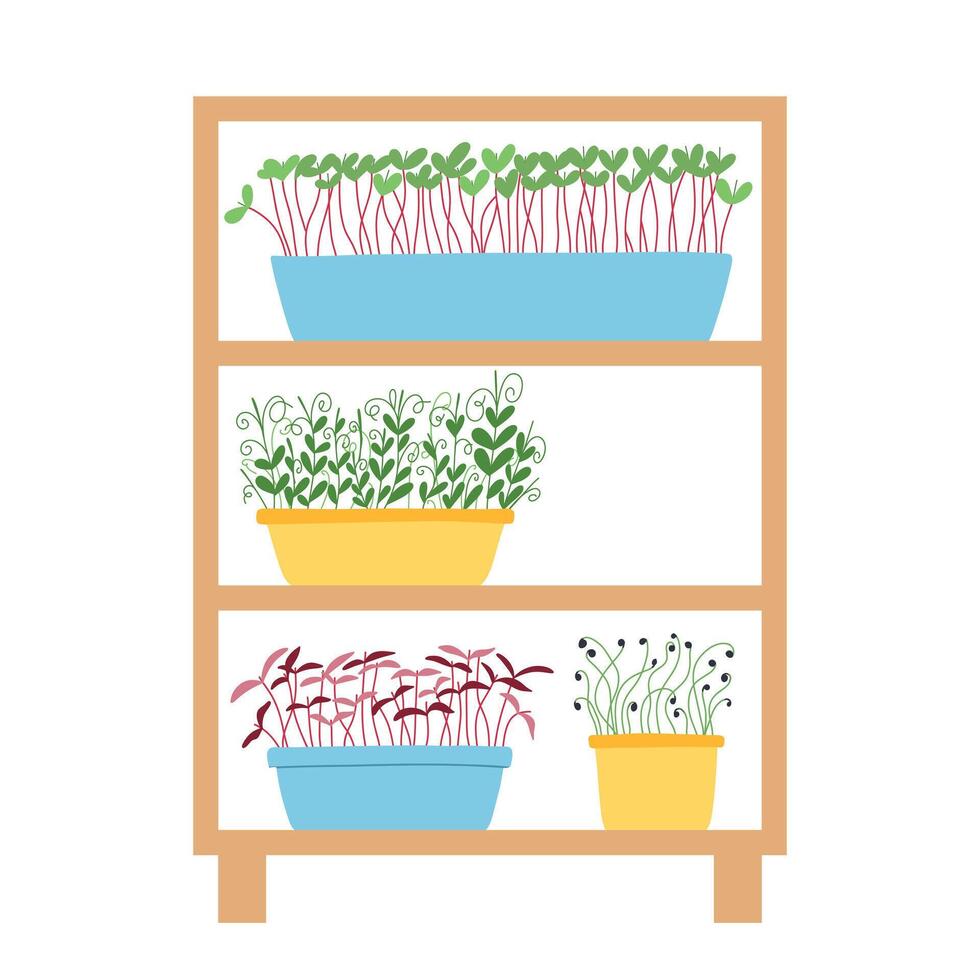 Hand drawn microgreens in pots. illustration in flat style isolated on white background. Micro green. Beets, lettuce, cabbage, sorrel, onion, radish, arugula, peas. Growing superfood at home. vector