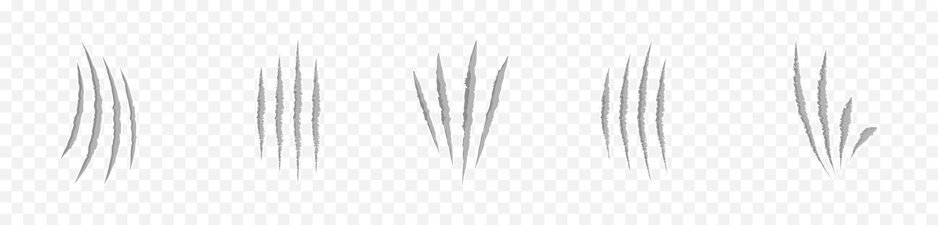 Claw mark, trace, scratches. Cat, tiger, lion, bear claw scratches. Realistic animal claw scratches on transparent background. isolated illustration. graphic. EPS 10 vector