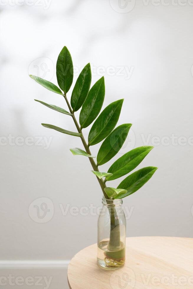 The image depicts a zamioculcas zamiifolia or zz plant with shiny, oval-shaped leaves in a clear glass vase on a white surface, highlighted by striped shadows from sunlight. photo