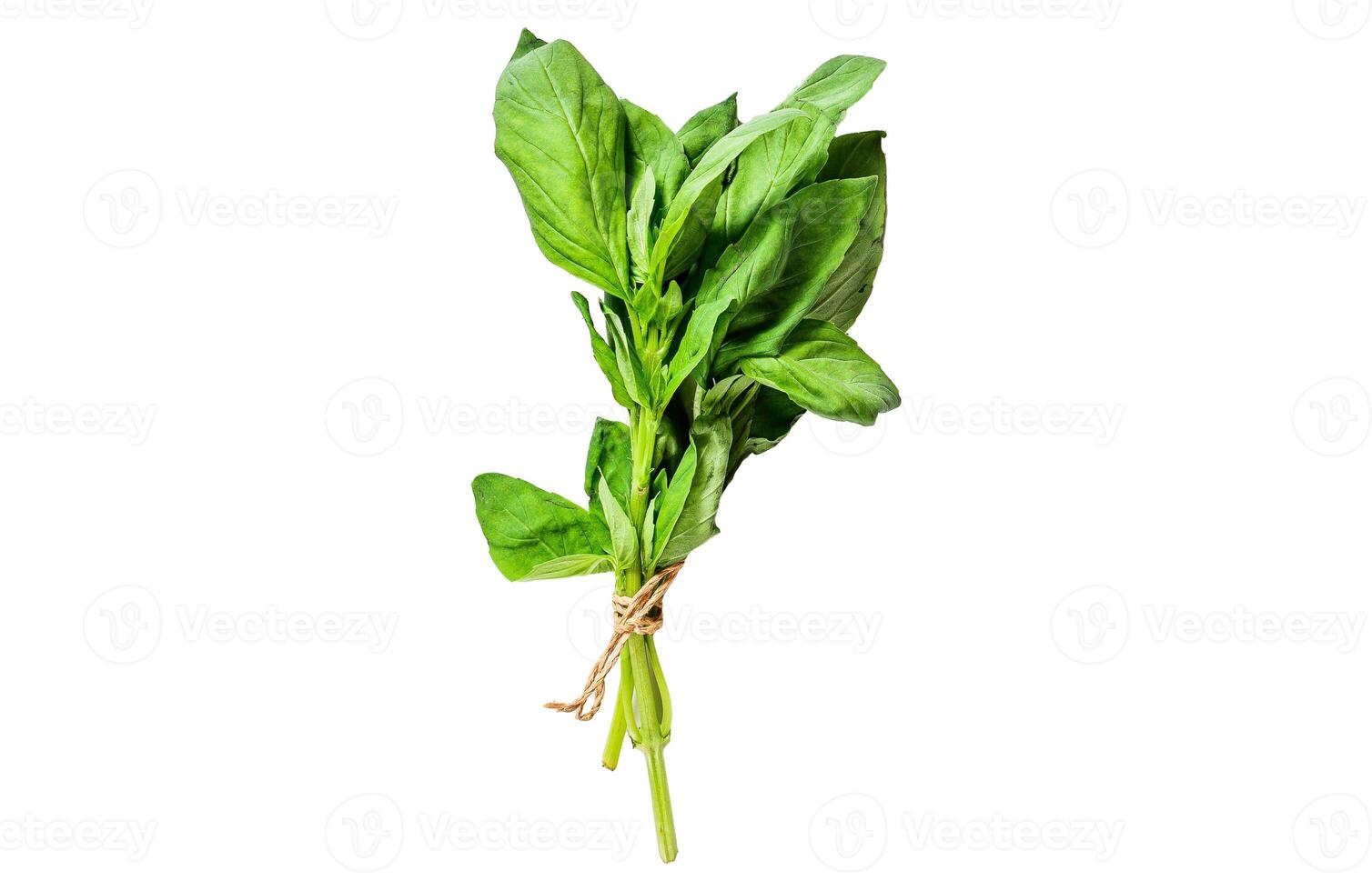 A sprig of Basil Isolated on white background. Top view. photo