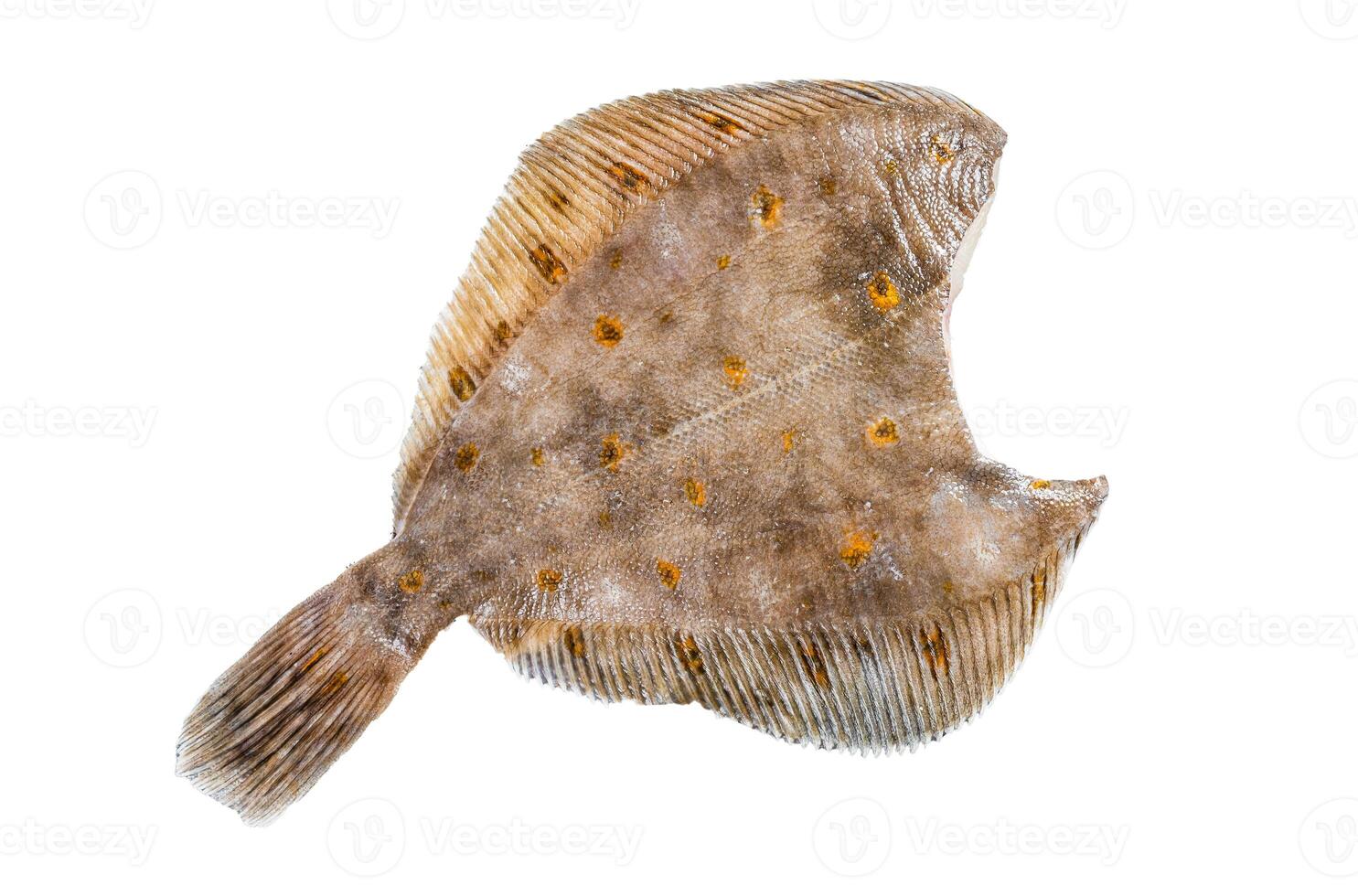 Raw whole flounder flatfish fish Isolated on white background, top view. photo