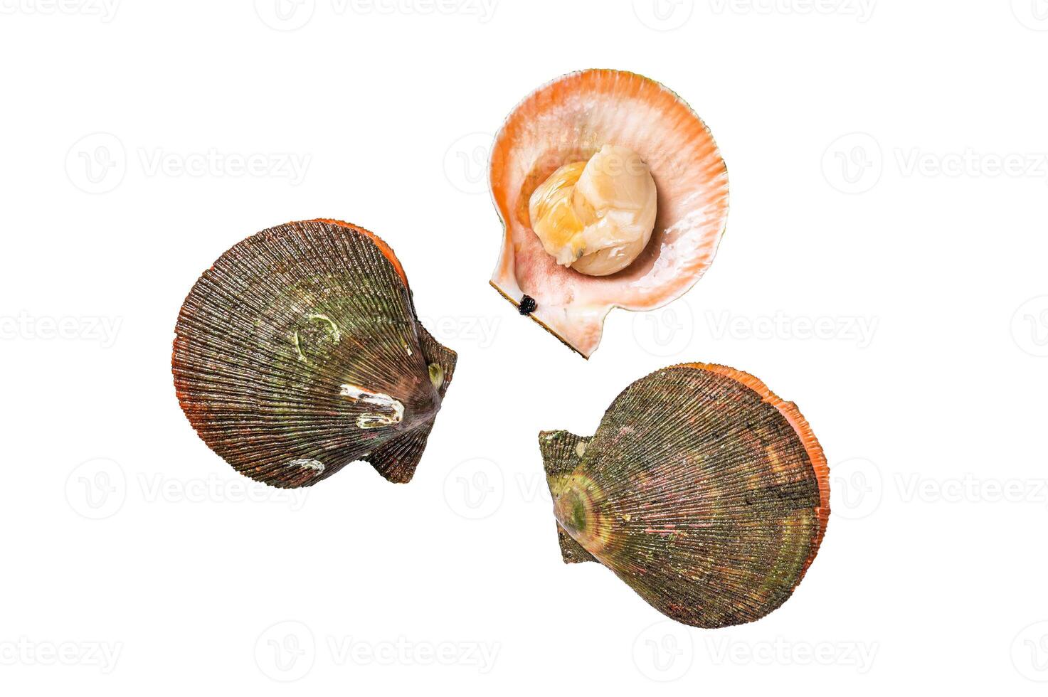 Raw Queen Scallops Isolated on white background, top view. photo